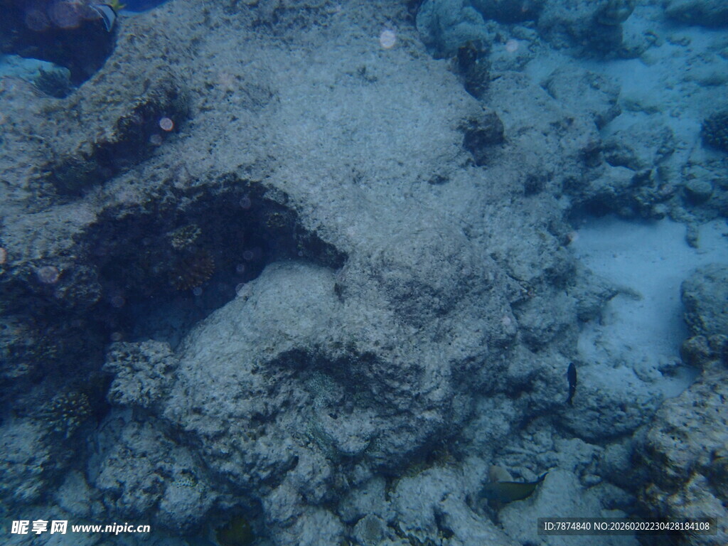 海底珊瑚景观
