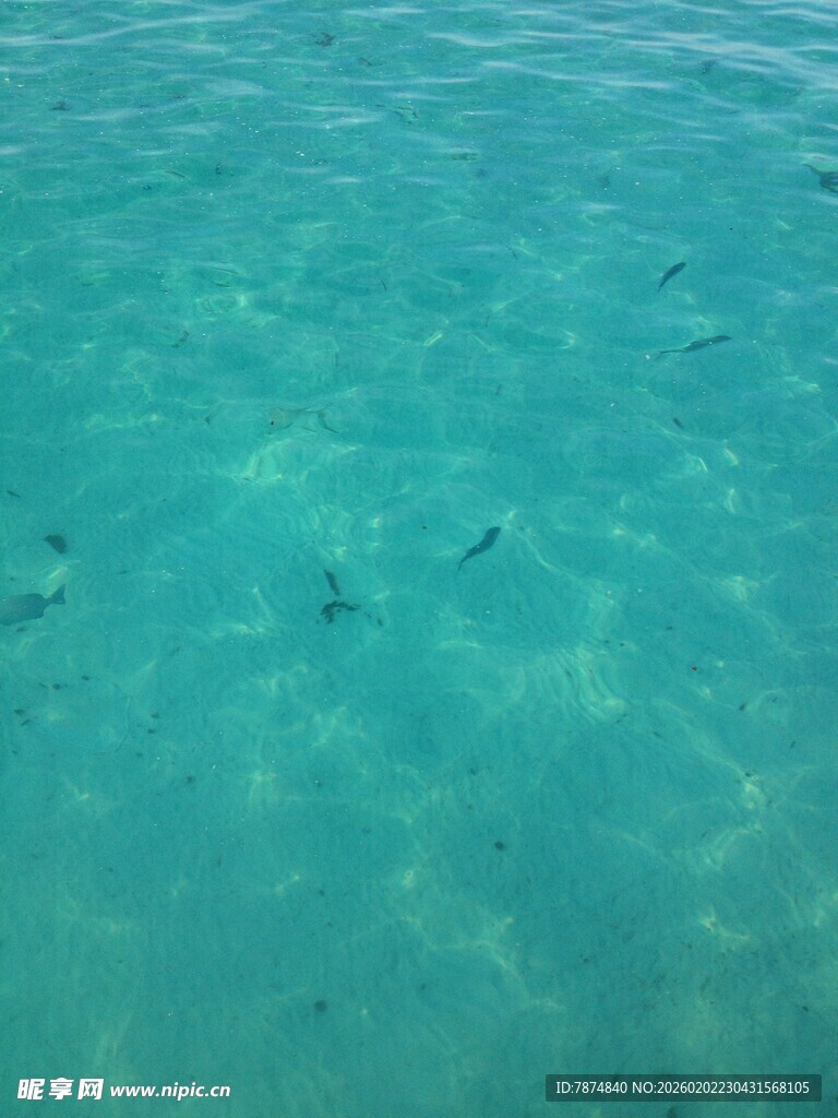 清澈海水中的几只游动生物