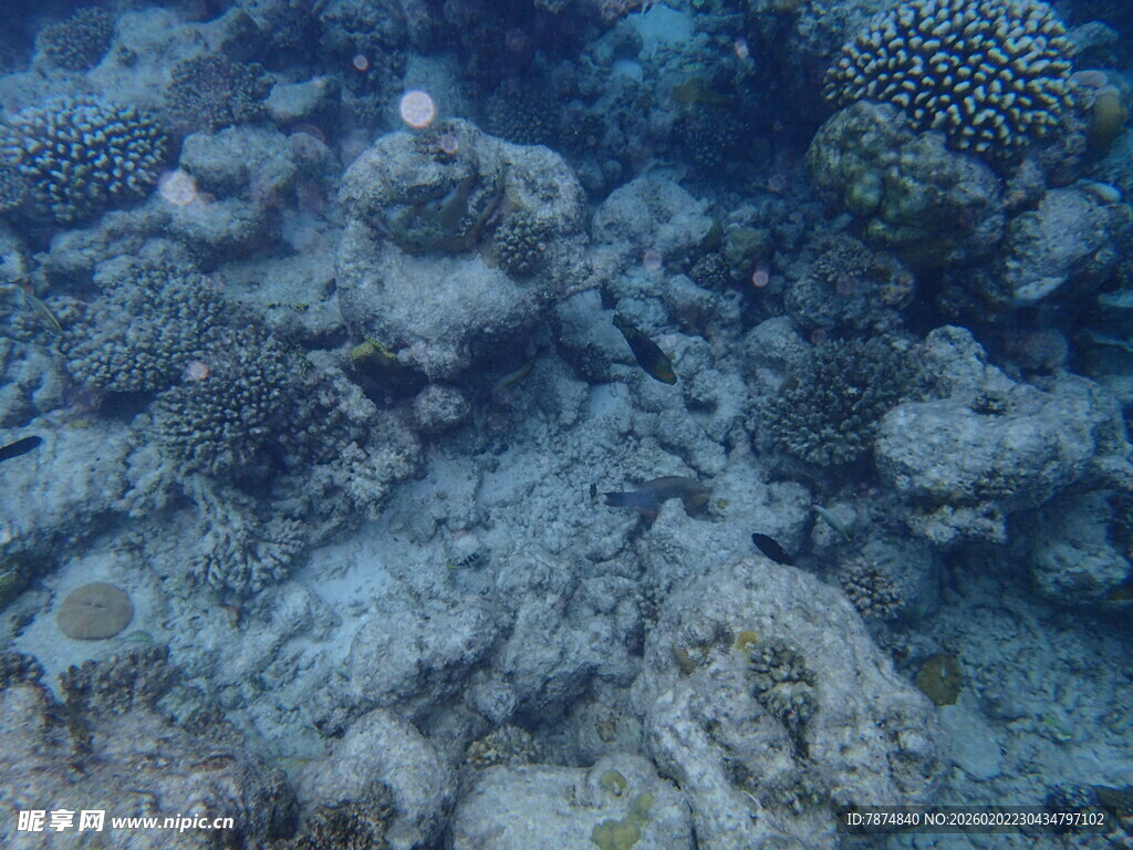 海底多彩珊瑚景观