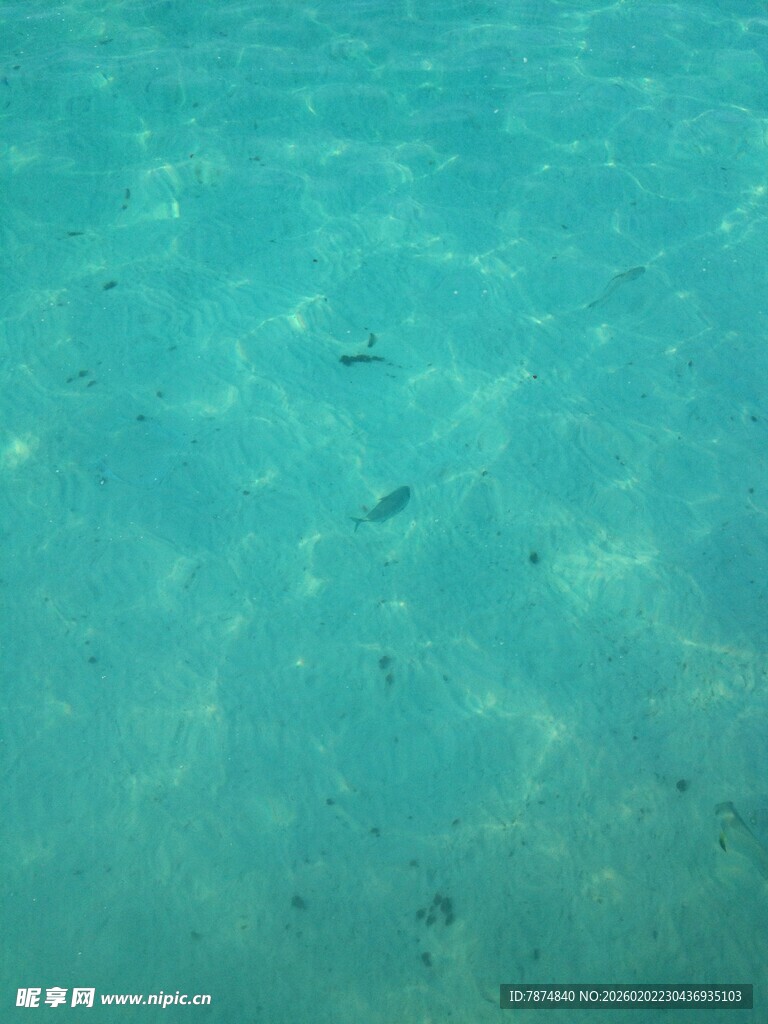 清澈海水中的灵动小鱼