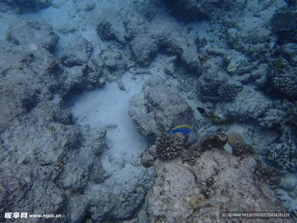 海底珊瑚礁景观