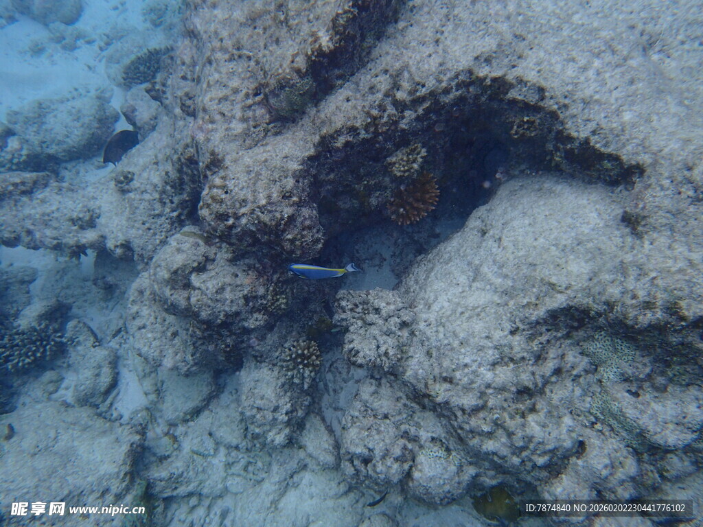 海底洞穴中的神秘生物