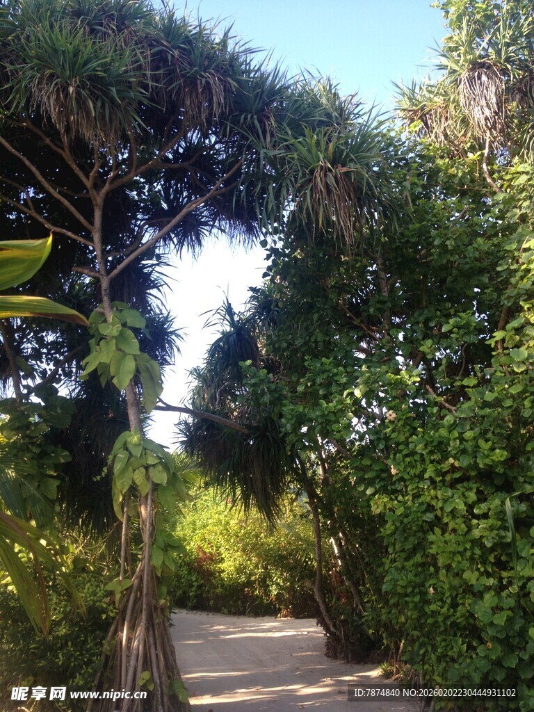 林间小径 绿意盎然的景致