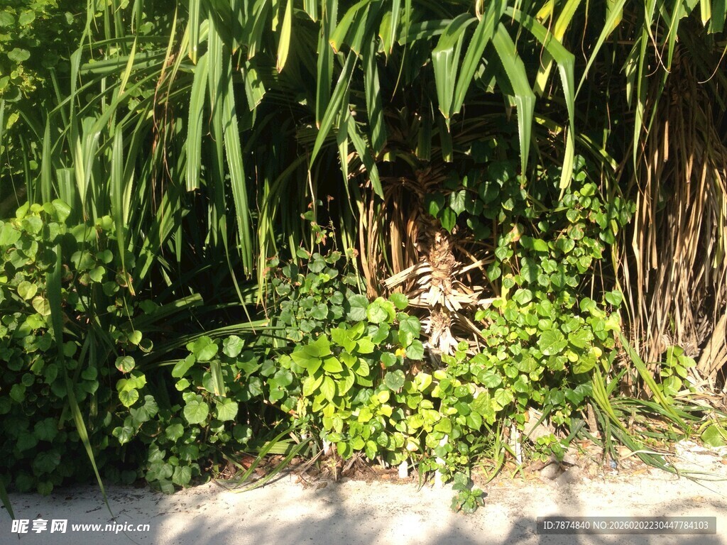 马尔代夫绿植丛中的隐秘景象