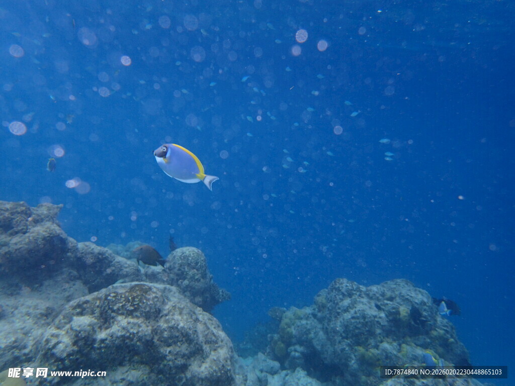 马尔代夫海底游鱼与珊瑚景观
