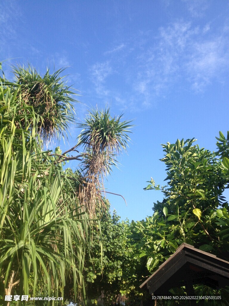 马尔代夫热带绿植景观