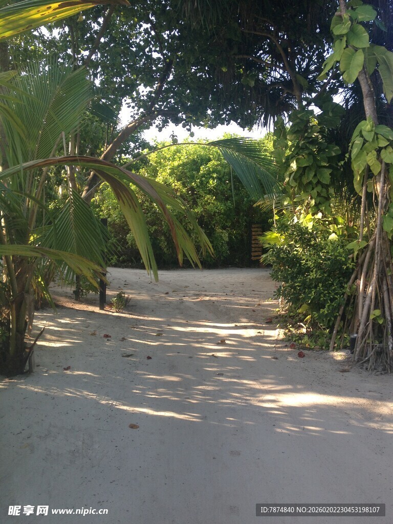 马尔代夫热带林间沙径