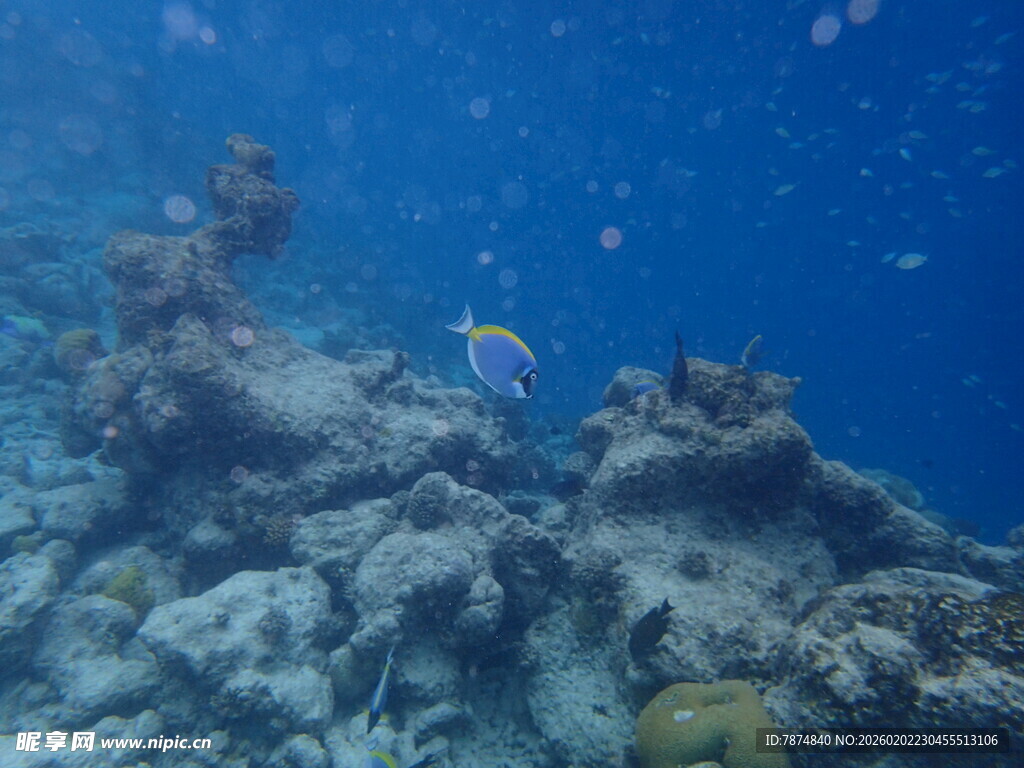 马尔代夫海底珊瑚礁与游动的鱼