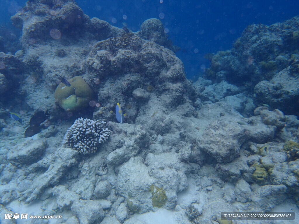 马尔代夫海底珊瑚礁景观