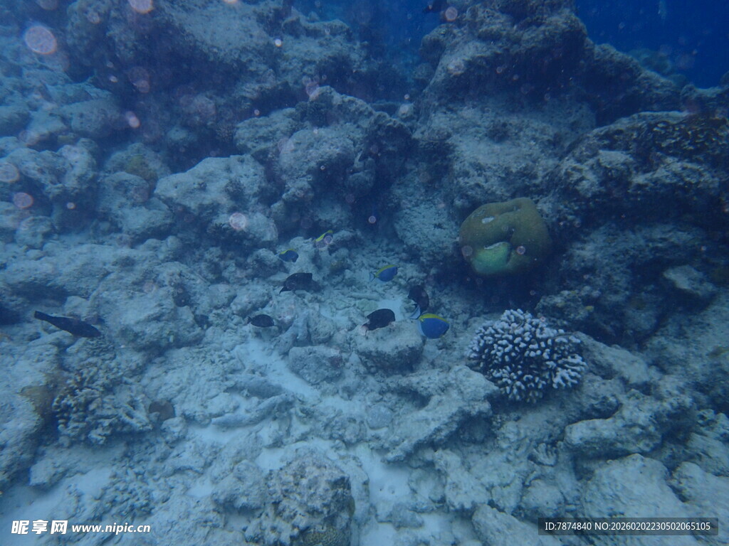 马尔代夫海底景象