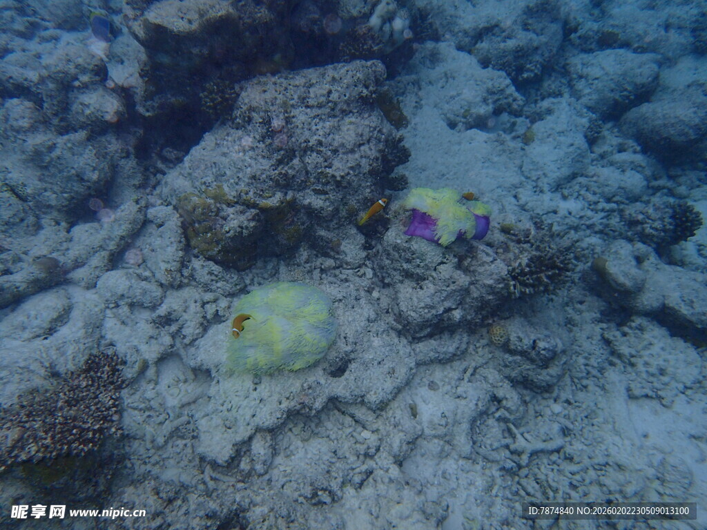 马尔代夫海底多彩小鱼与珊瑚