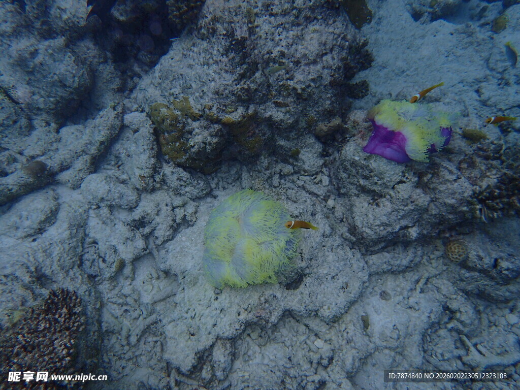 马尔代夫海底多彩珊瑚与鱼类景观