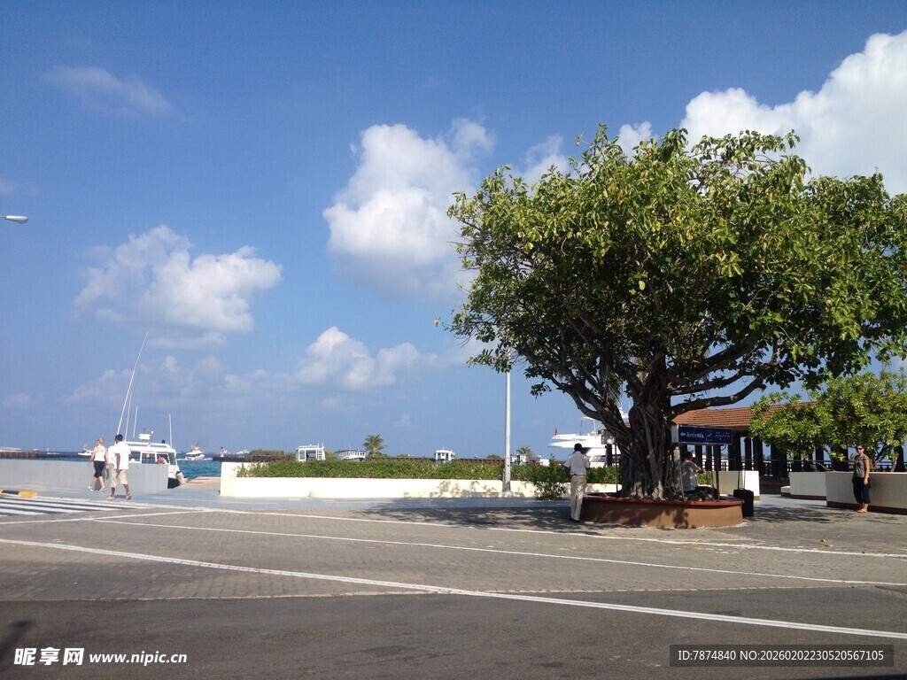 马尔代夫海边道路旁的绿树与蓝天