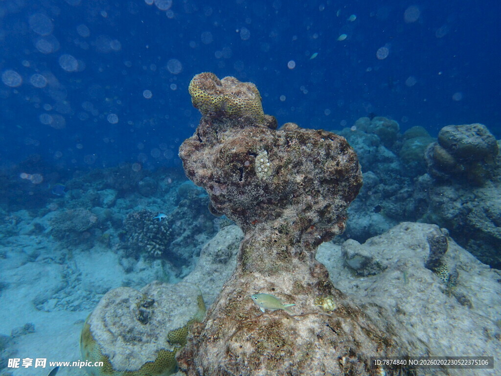 海底独特珊瑚礁景观