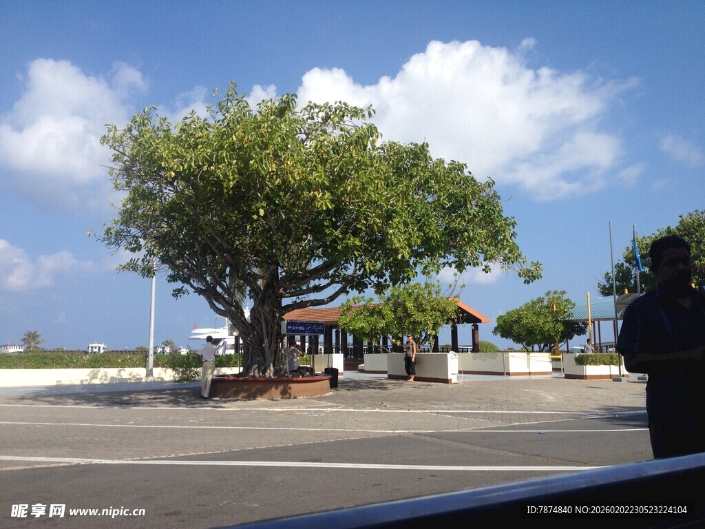 马尔代夫路边繁茂大树与开阔天空