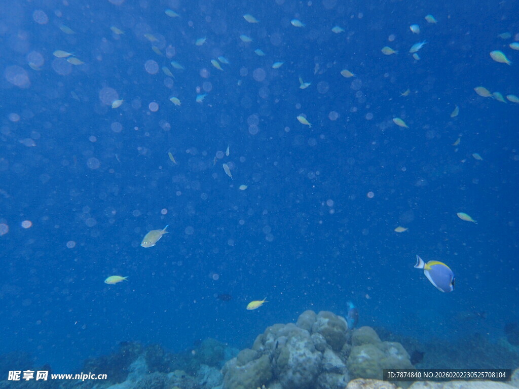 海底缤纷世界 群鱼珊瑚景
