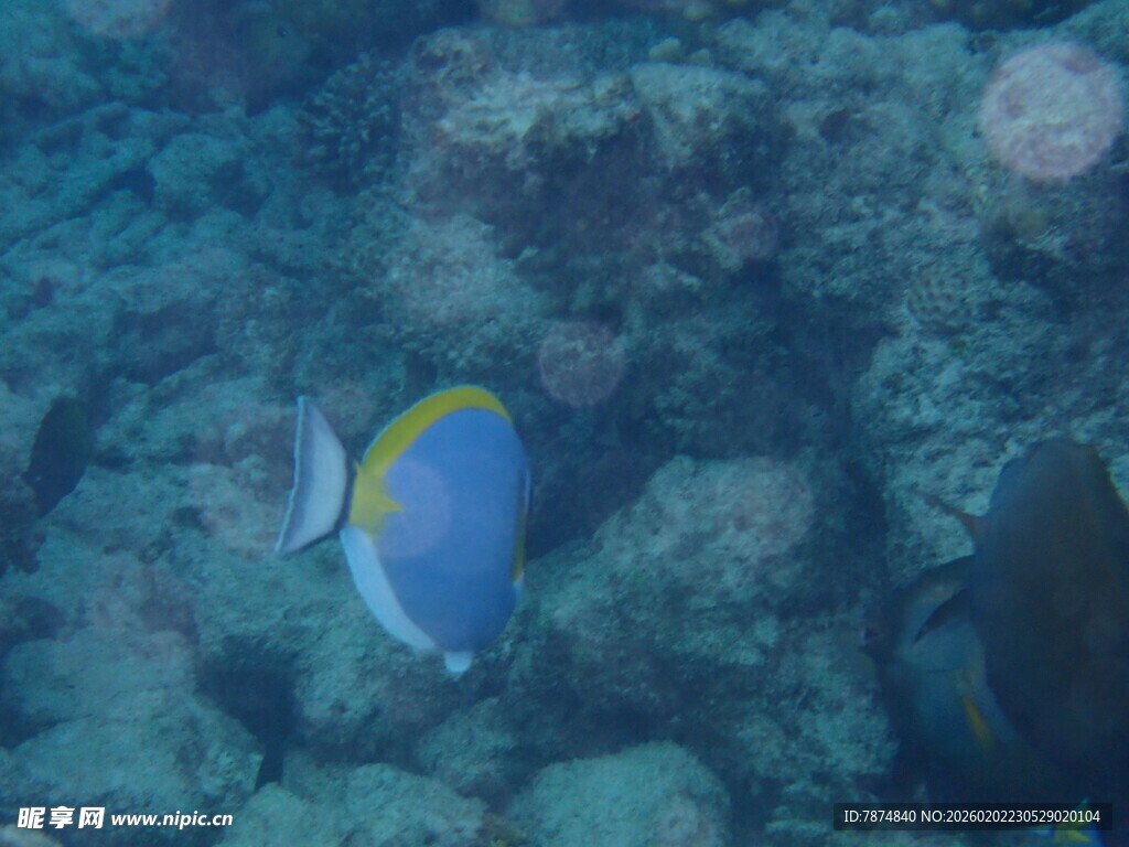 马尔代夫海底蓝黄相间的美丽海鱼