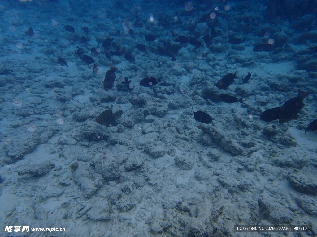 马尔代夫海底世界的沙石景观