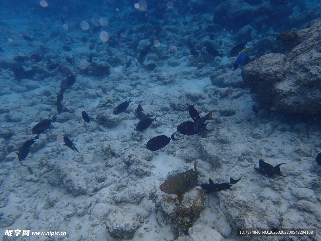 马尔代夫海底世界的多彩鱼类