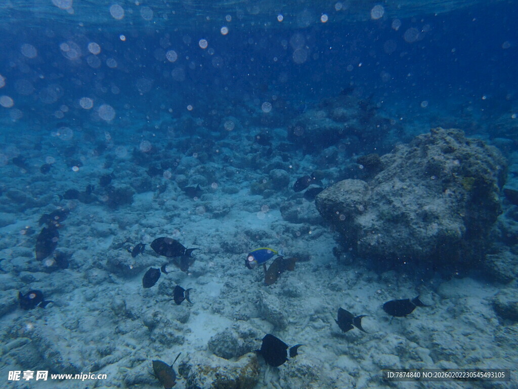 马尔代夫海底世界景象