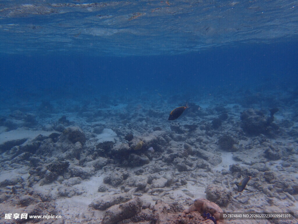 海底珊瑚礁景观