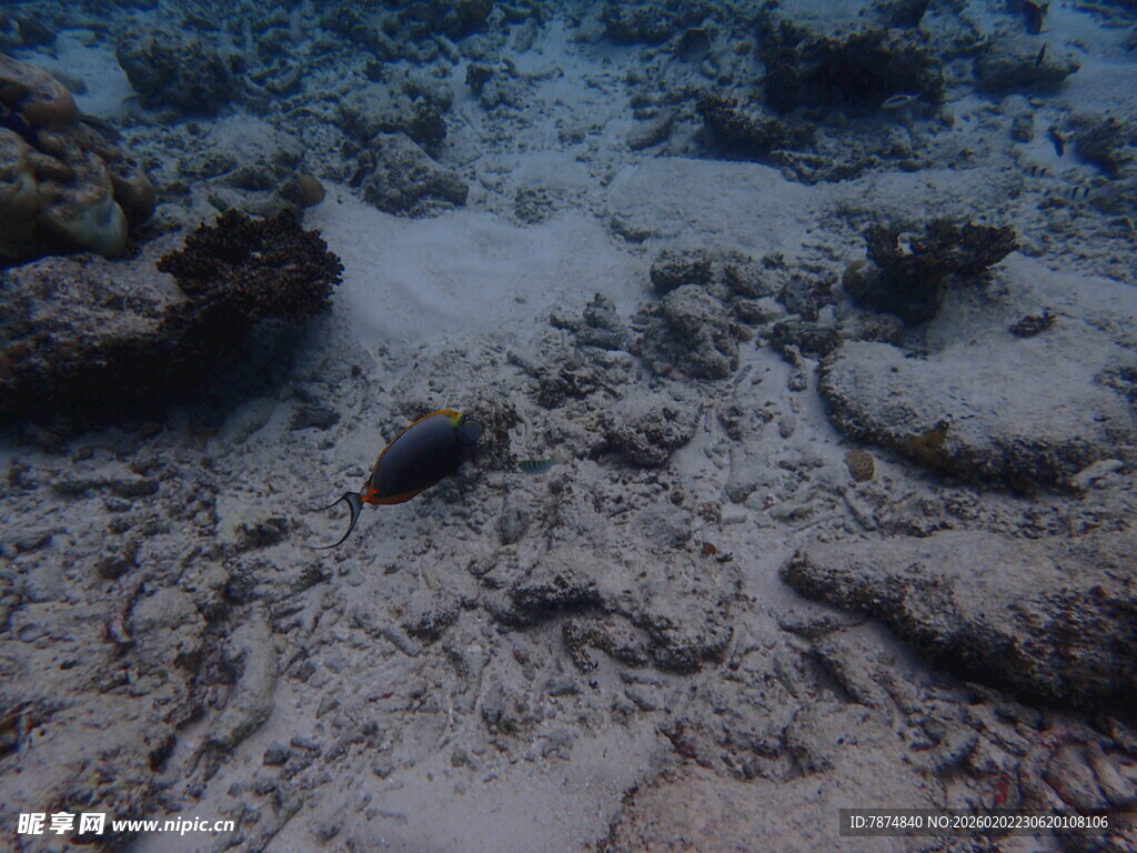 海底景象中的神秘生物