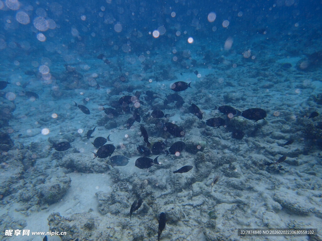 海底珊瑚景观