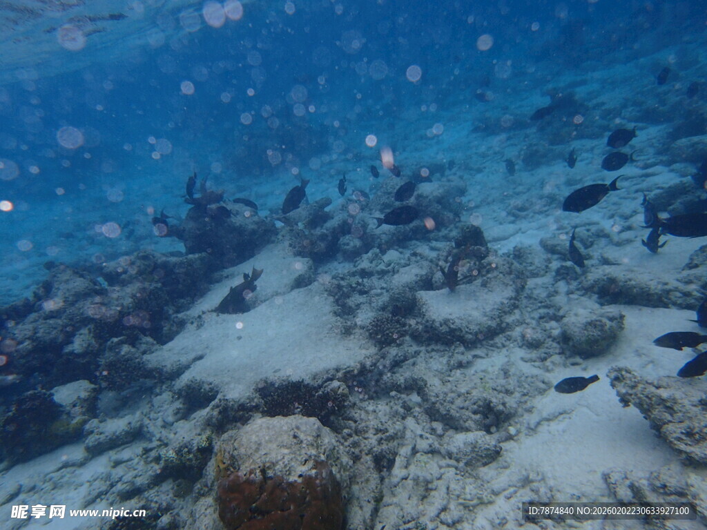 海底珊瑚礁景观