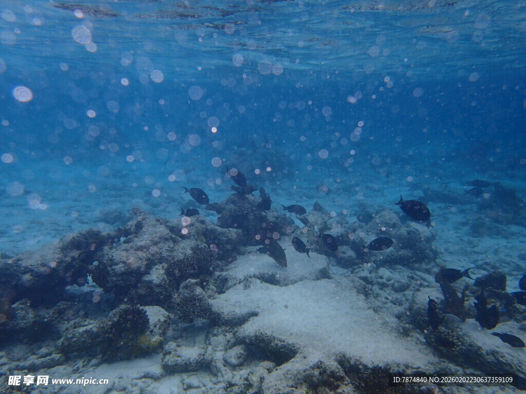 海底珊瑚礁景观