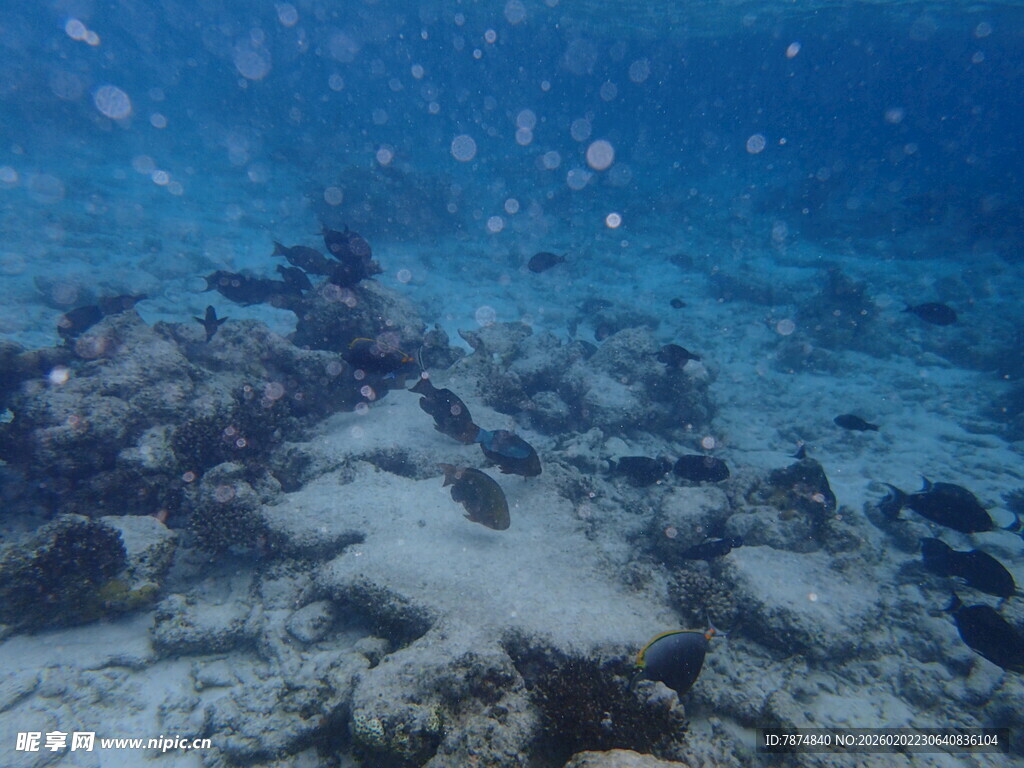 海底珊瑚礁景观