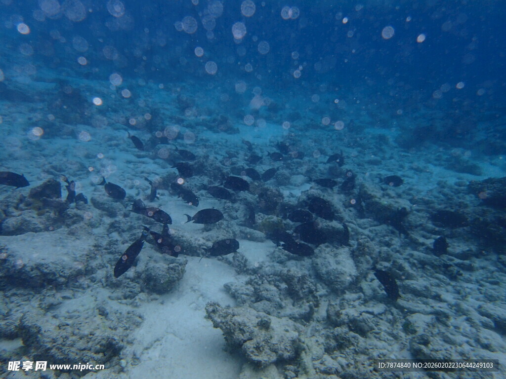 海底珊瑚礁景观