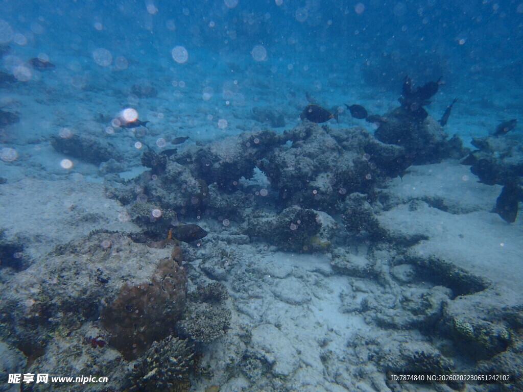 海底珊瑚景观