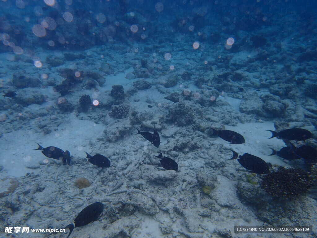 海底鱼群悠游景象