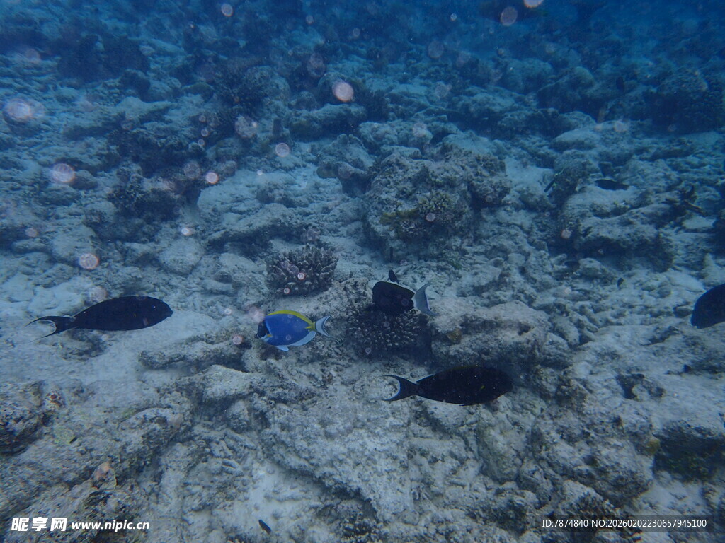 海底世界的多彩鱼类