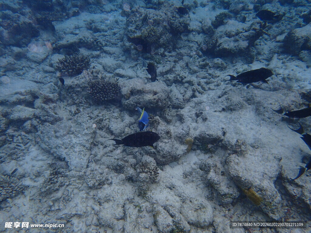 海底珊瑚礁及游动的鱼类