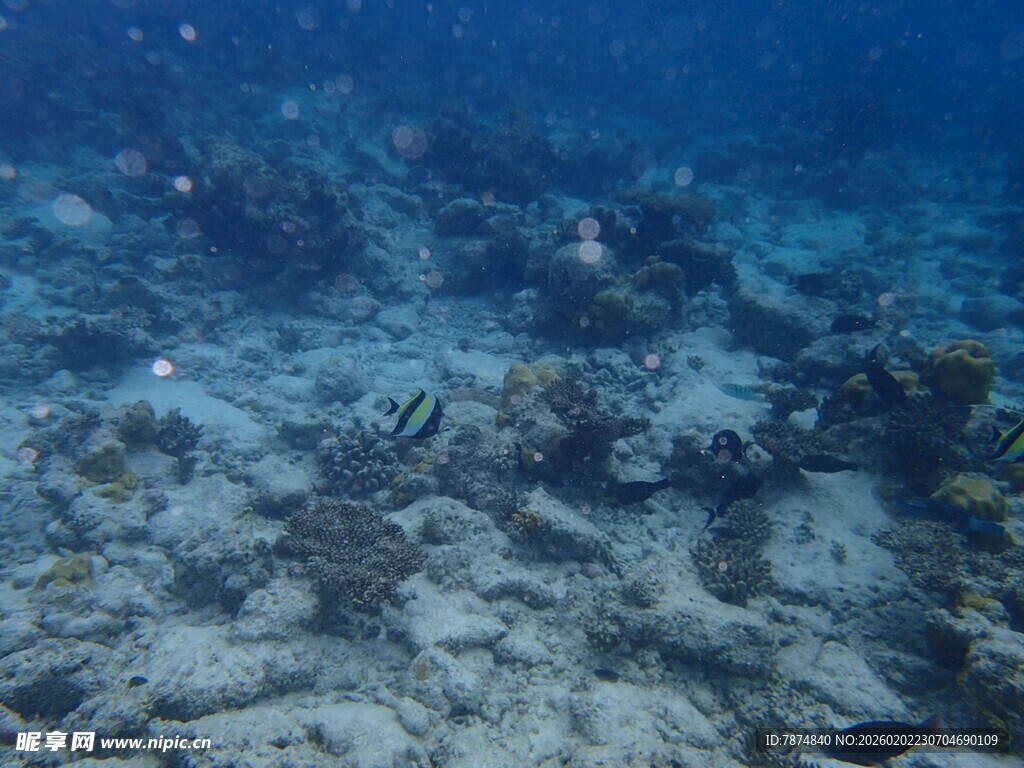 海底珊瑚礁景观