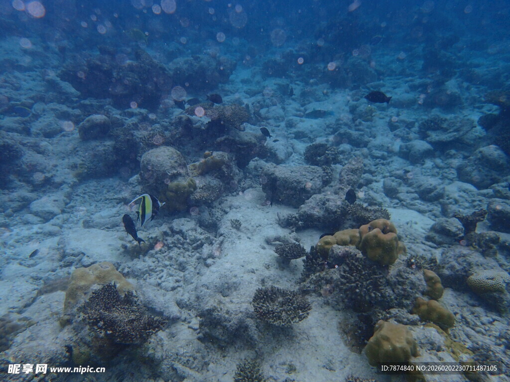 海底珊瑚礁景观