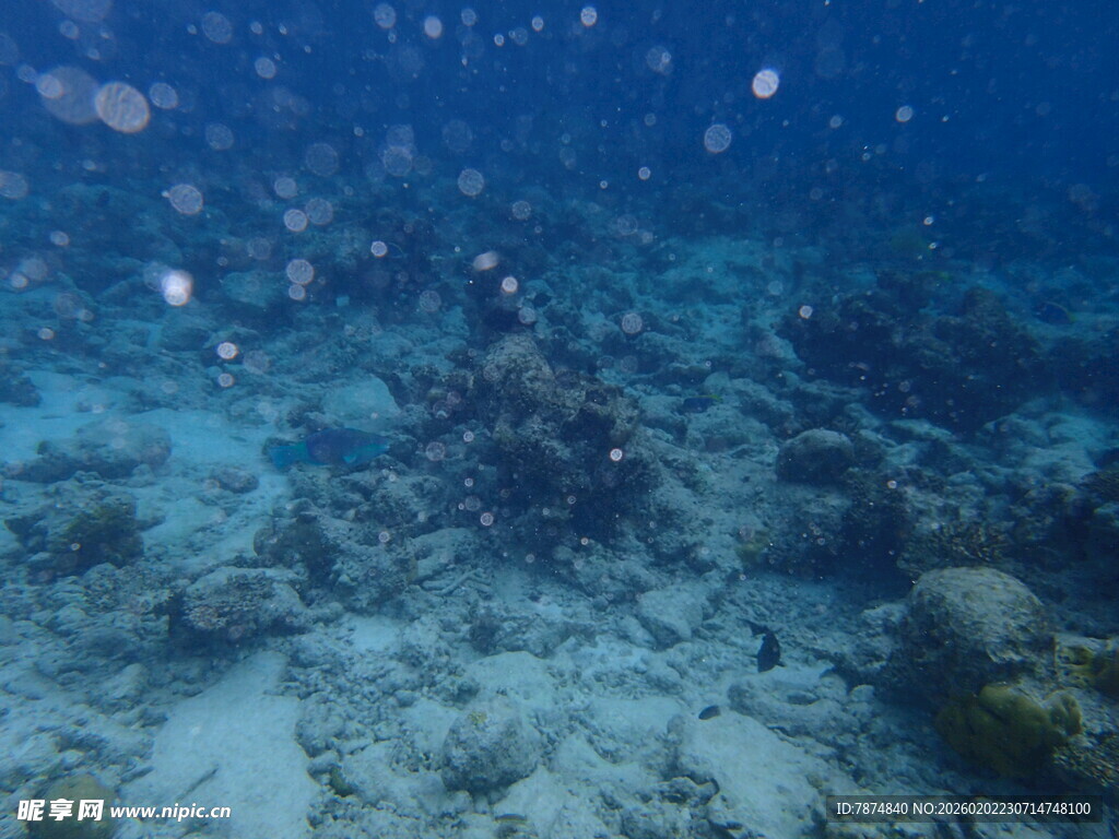 海底珊瑚景观