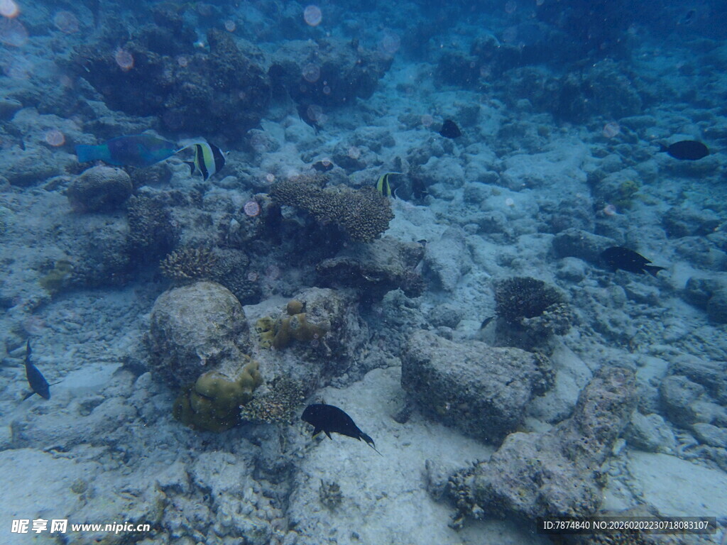 海底珊瑚礁与游动小鱼