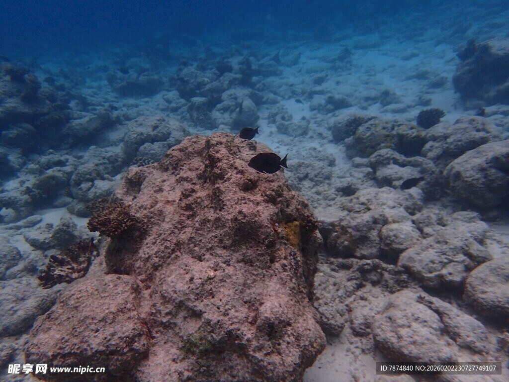 海底礁石景观