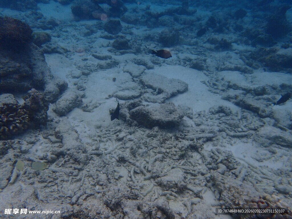海底景象 神秘的海洋世界