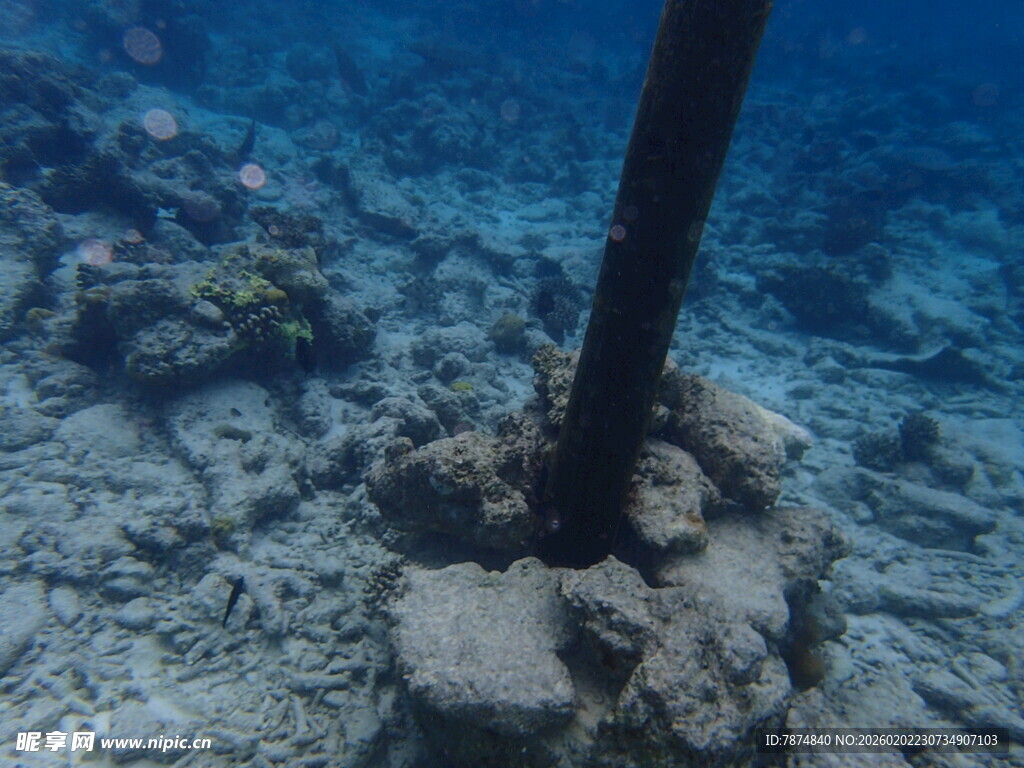 海底木桩与珊瑚景观
