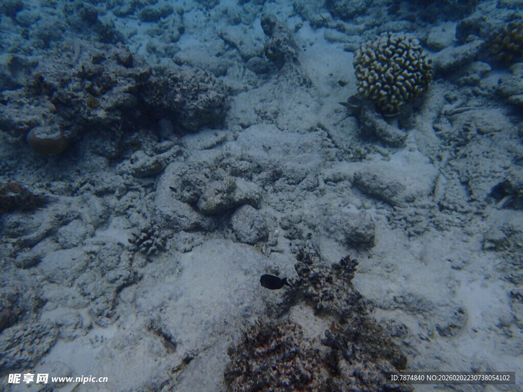 海底珊瑚礁景象