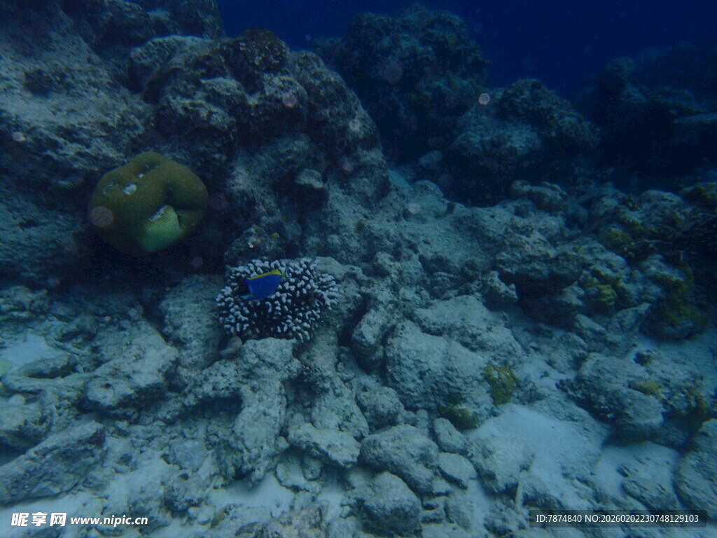 海底珊瑚礁景观
