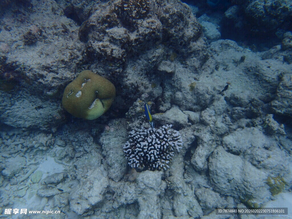 海底的海螺与珊瑚
