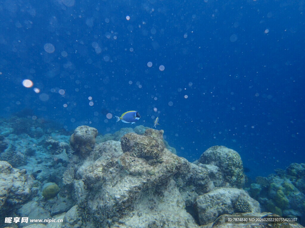 海底珊瑚景观