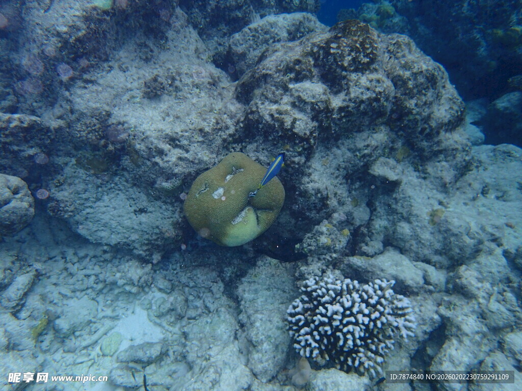 海底珊瑚旁的可爱小鱼