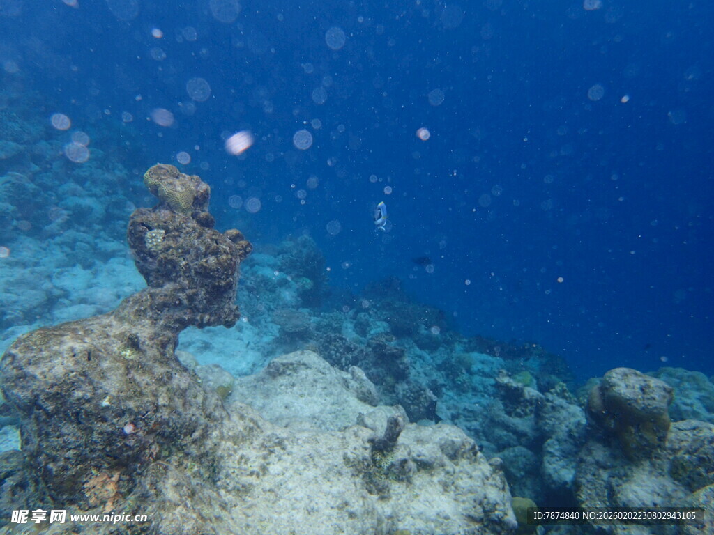 海底珊瑚景观