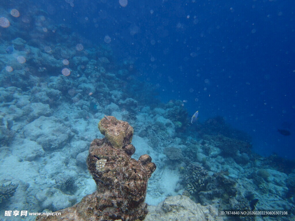 海底珊瑚景观