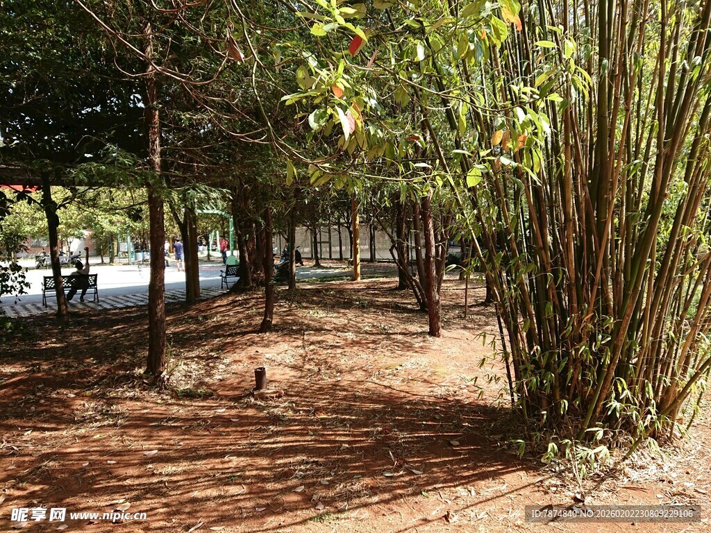 林间漫步处 光影与绿植